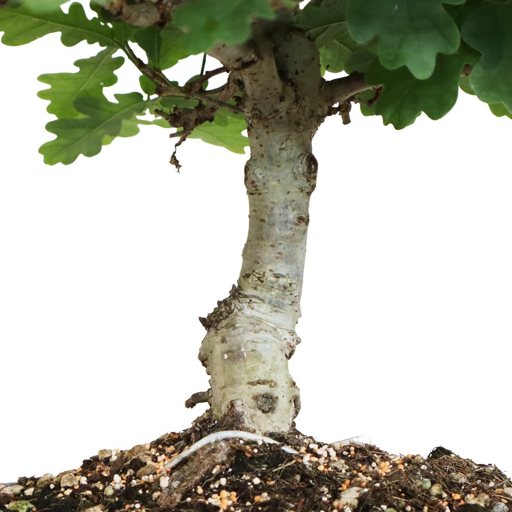 KENTIS Bonsaï Quercus Pubescens Chêne pubescent du Japon Vraies Plantes Décoratives d'Extérieur H 40-45 cm Pot Ø 26 cm