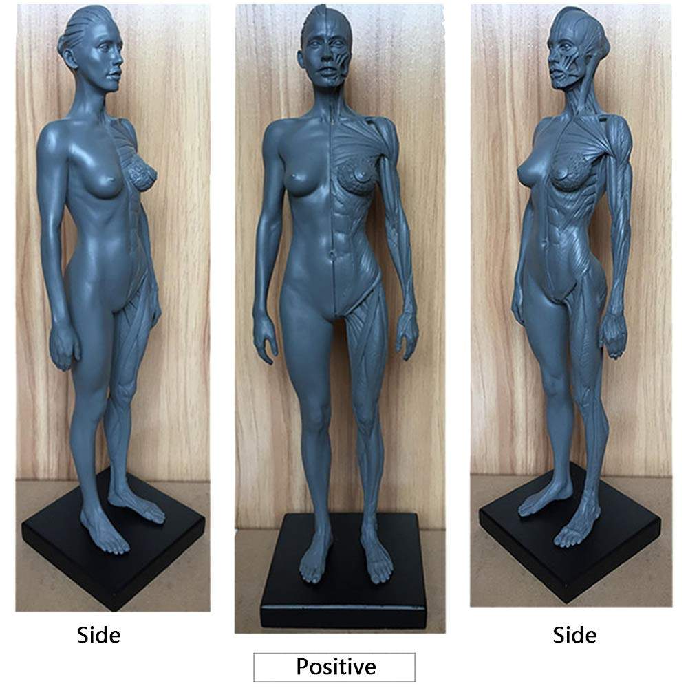 Rysunek Anatomiczny Człowieka - Model Anatomiczny Szkieletu Mięśni Człowieka 11,8-Calowy Męski Model Kości Mięśniowej - Rysunek Manekina Anatomicznego Człowieka - Odniesienie Dla Artysty, Studium I T