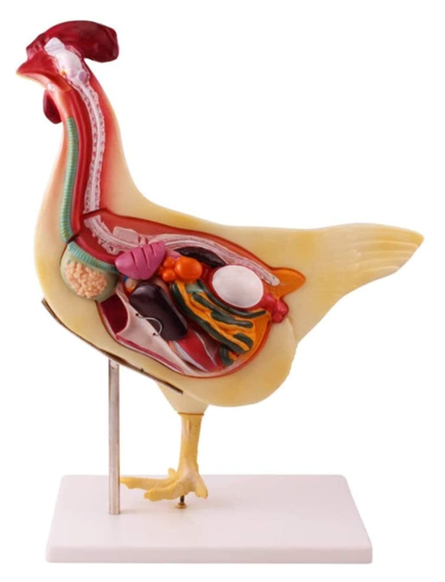 KJMWXOP Chicken Anatomical Model, Detachable Chicken Organ Anatomy Model, Chicken Simulation Model For Medical Model.