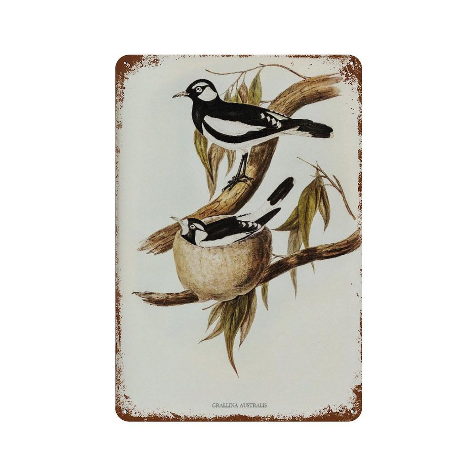 xiaoxiaoshen Vintage Bird Watercolor Antique Botanical Wall Decor Art Metal Tin Poster Modern Home Decor Art Home Bar Shop Decorations Vintage Sign 30x20cm