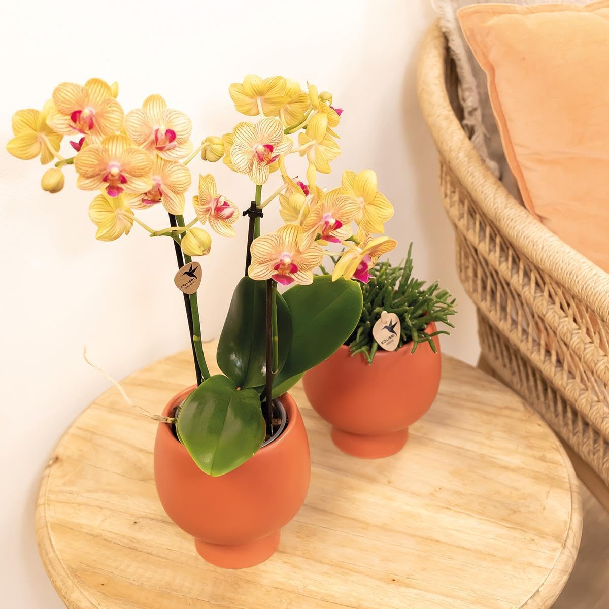 La Green Touch - Orchidée orange et son cache-pot - h35cm, Ø9cm - Plante d'intérieur - Pot 9cm, Hauteur 35 cm