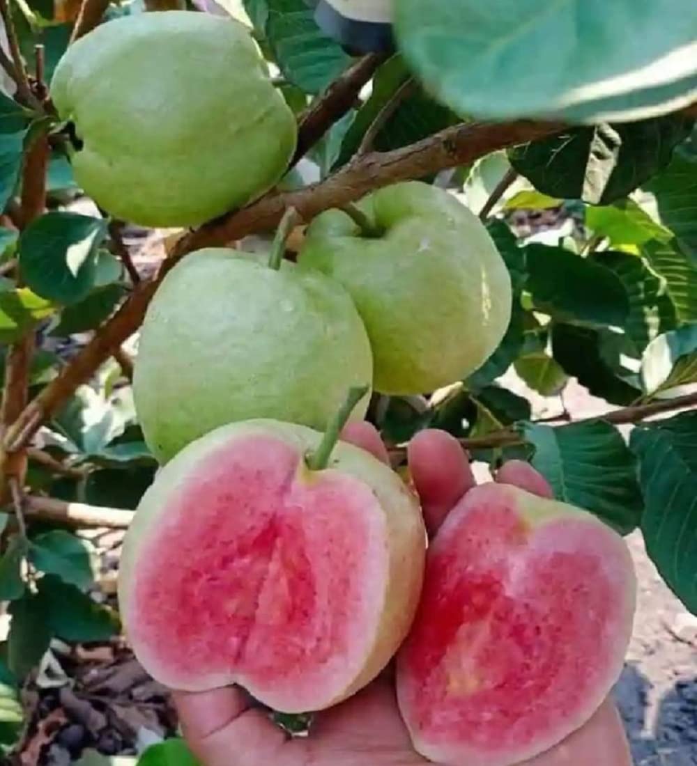 IXORA Guava Taiwan Pink Amrood Variety Fruit (Air Layering/Grafted) Live Plants & Tree(1.5-3 Feet Size) (B0BM9J3TW2) Amazon Price History, Amazon Price Tracker