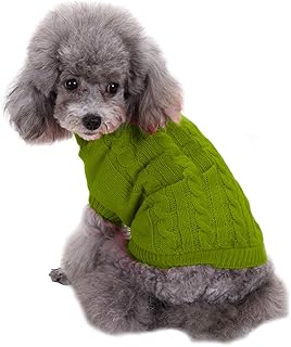 maltipoo outfits