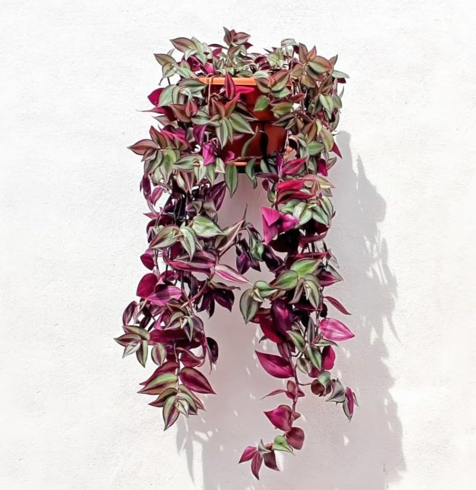 WANDERING JEW PINK PLANT INDOOR AND OUTDOOR GARDEN ALL TIME LIVE BEDROOM & BALCONY TREE(PODA) (B0CY7Y6DLS) Amazon Price History, Amazon Price Tracker