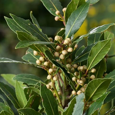 Laurus Nobilis Bay Leaf Tree in 14 cm Pot Cover