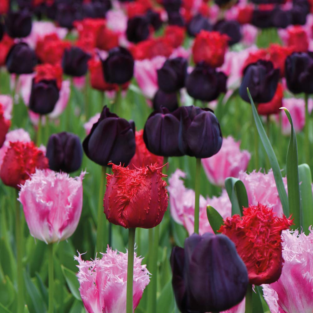 Tulip Bulbs Tulipa Berry Sorbet Hardy Red, Purple and Pink Flower Stunning Fringed Varieties Refreshing Colour Mix Perfect Cut Flower 8 x Tulip Bulbs by Thompson and Morgan