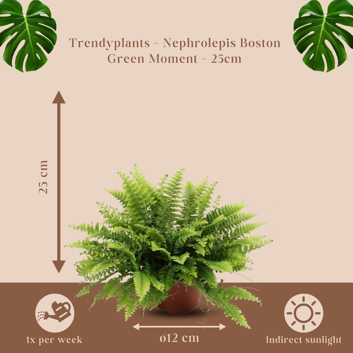 Trendyplants - Nephrolepis Boston Green Moment - Fougère frisée - Plante d'intérieur - Hauteur 15-35 cm - Taille du pot Ø12cm