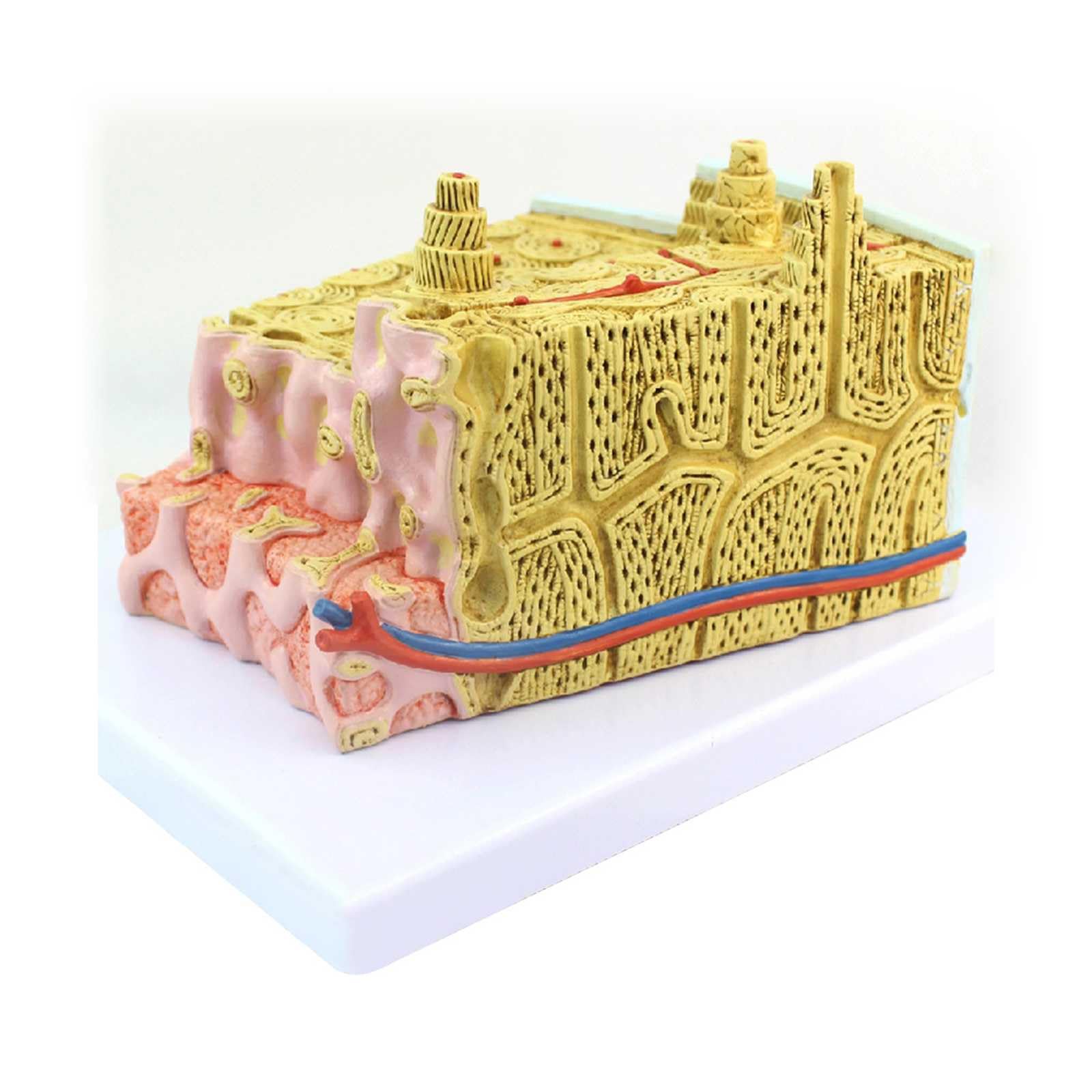 Bone Structure Microanatomy Model Bone Marrow Structure Orthopedic Teaching Sports Clinical