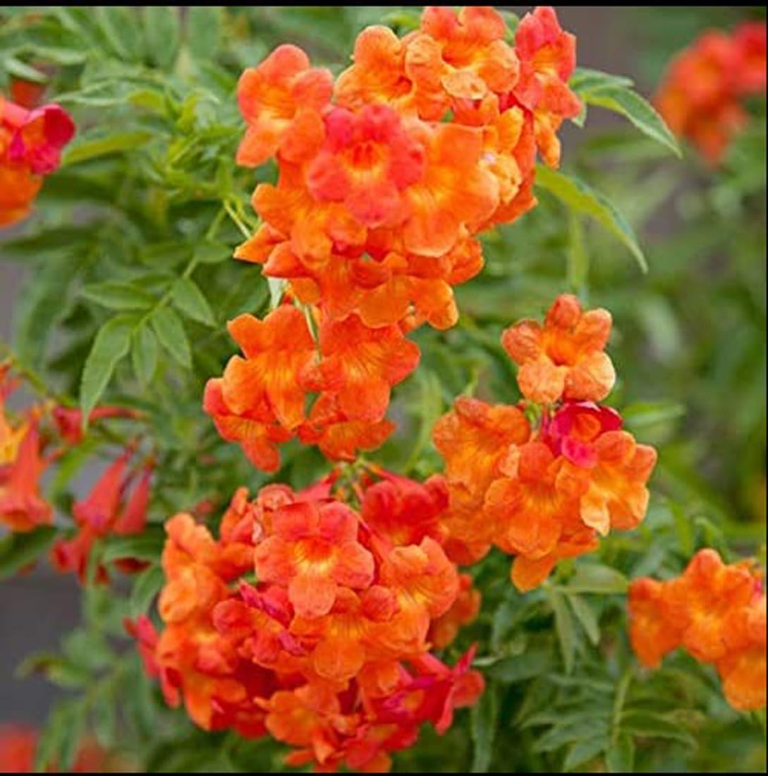 Green view " Tecoma/Tikoma Gori Chori Orange Flower" Hybrid - 1 Healthy Live Decorative Flowering Plant 1-1.5 Ft Height in Nursery Grow Bag for Home Garden (B0BVZLQXDQ) Amazon Price History, Amazon Price Tracker