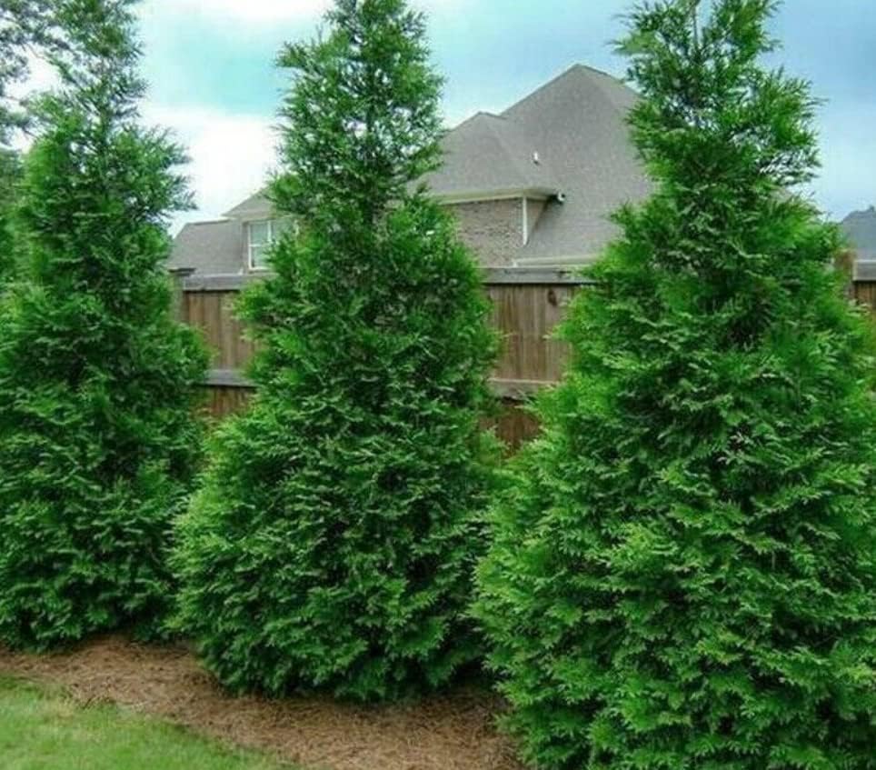 30 árboles arborvitae gigantes de Thuja Green - Plántulas de 10 a 16 pulgadas de alto - Plantas vivas - Macetas de 2.5 pulgadas