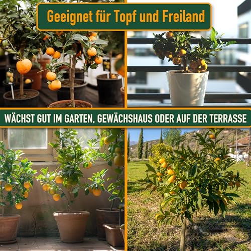 Orangenbaum Sunny Tree 160 cm – Citrus Sinensis – Obstbaum für sonnige Standorte