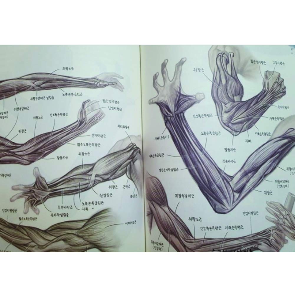 書 HANDBOOK OF ANATOMY FOR ART STUDENTS A Handbook of Anatomy for Art Students (Dover Anatomy for