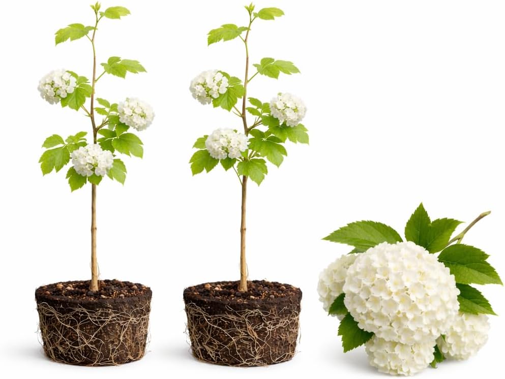 2 Snowball Bush Live Plants | Japanese Snowball Viburnum Live Plant for Outdoor Growing | 1–2 Feet Tall Bare Root Shrubs | Ideal for Garden Planting and Landscape Use | Dormant Plant