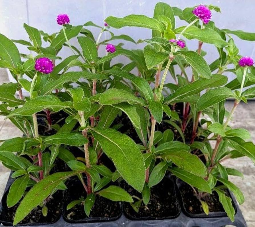 Amazon.co.jp: 千日紅 センニチコウ 苗 濃い ピンク 8株 夏 秋