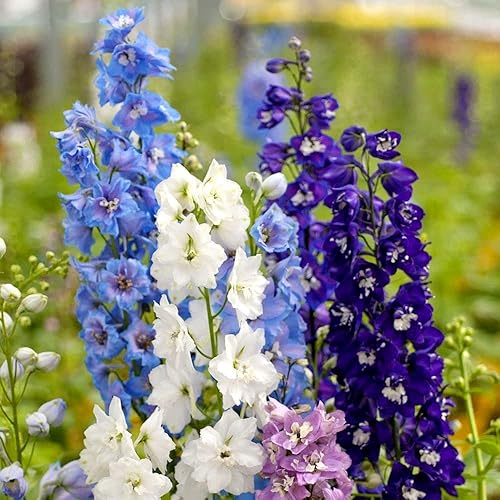 Miniatura 5 de Larkspur Giant Imperial Seed Mix Delphinium Consolida 100 semillas para plantar
