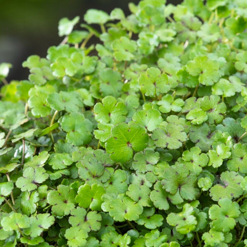 Hydrocotyle novae-zelandiae Aquatic Oxygenating Plant for Ponds Spreading Dense Carpet of Scalloped Green Leaves Hardy Perennial 1x or 2X 11cm Basket by Thompson and Morgan