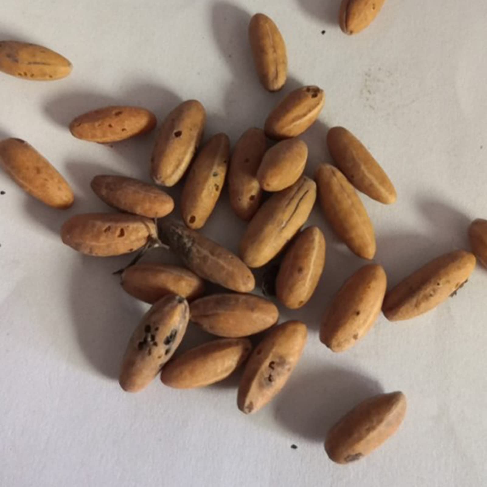 Fresh Fruit Seed with 20Pcs/Bag Berry Seed Fresh Nutritious Healthy Miracle Fruit Seed for Planting Garden Yard Home Landscaping