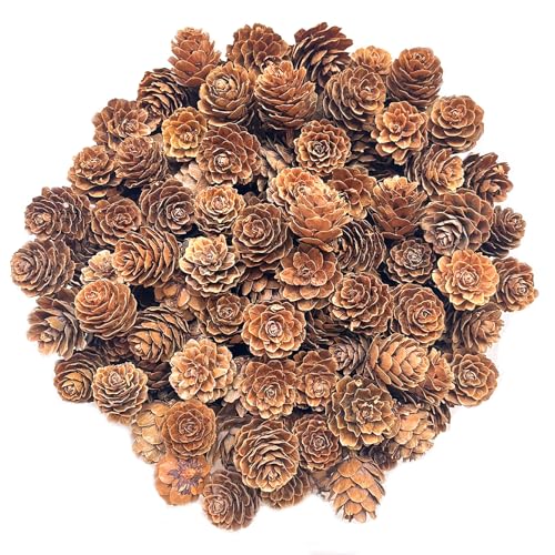 KY-Tech Christmas Pine Cones, 100pcs Natural Pine Cones Mini Pinecones 1-2cm Rustic Pinecone Christmas Pinecones Ornaments for Wreath Decorations Xmas Decorations (1-2CM)
