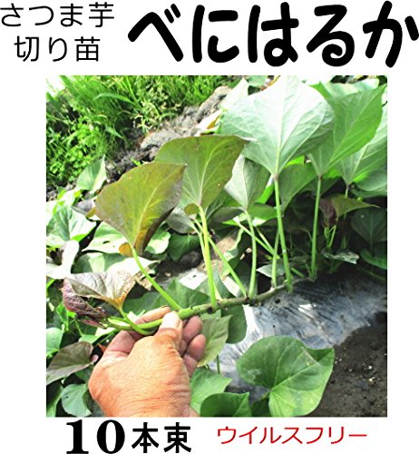 紅はるか切り苗 200本 ウイルスフリー差し苗 予約受付中】紅 紅はるか切り苗 200本 ウイルスフリー差し苗 予約受付中】紅