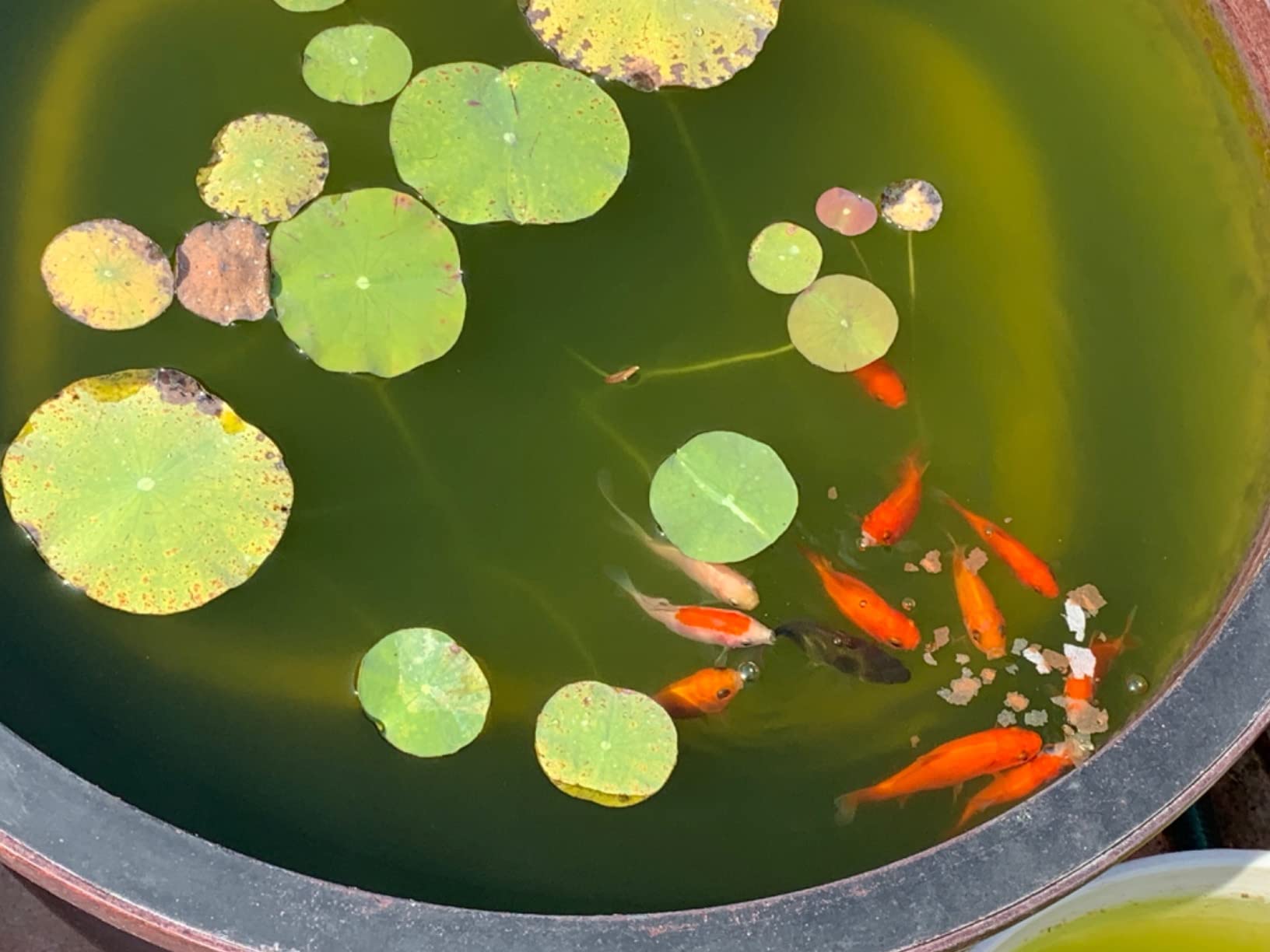 TetraPond Pond Flakes, Complete Nutrition for Smaller Pond Fish, Fish Food for Goldfish and Koi Fish, 6.35 Ounces photo review