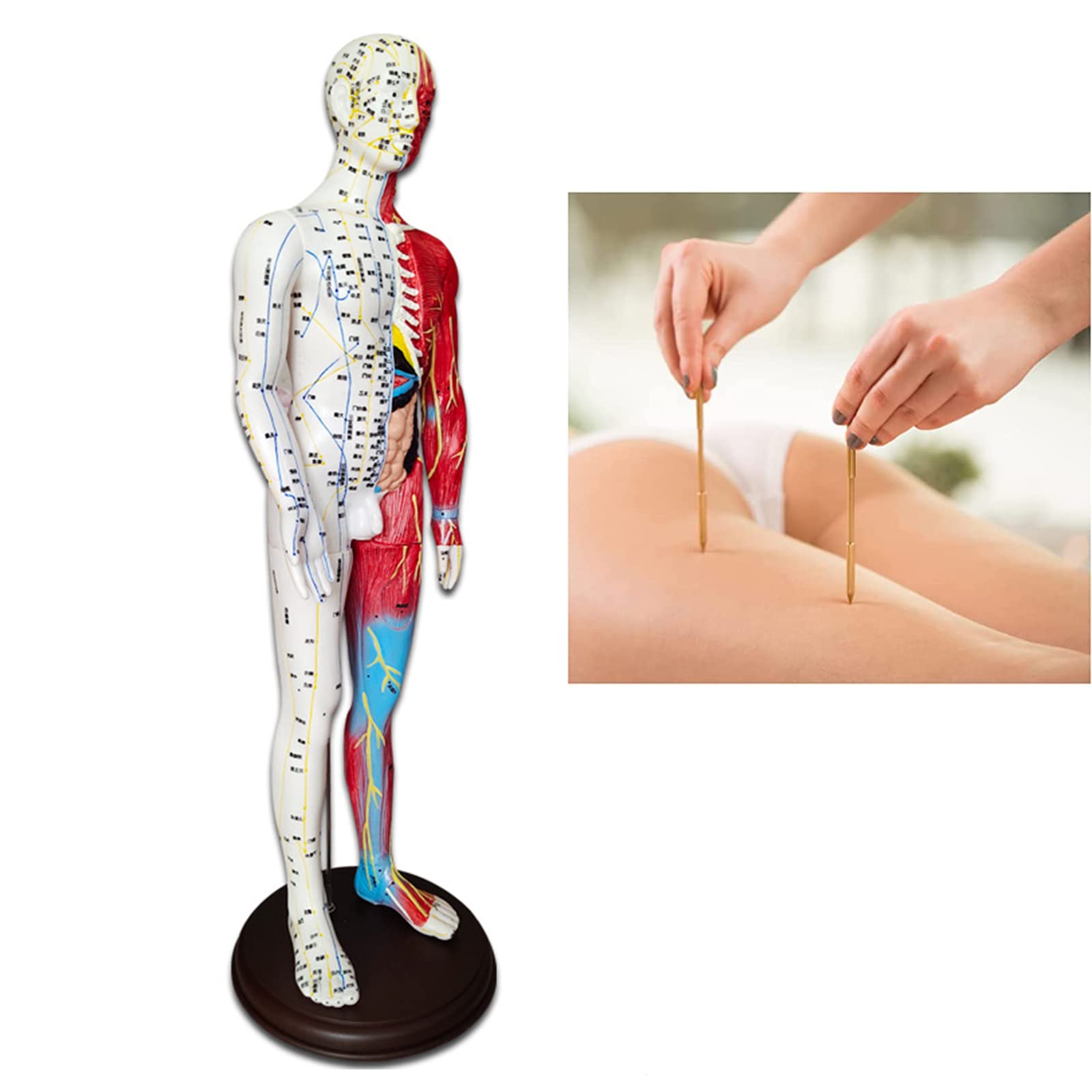 60 cm großes anatomisches männliches Akupunktur- und Muskelmodell, Druckpunkt und Meridiane für Akupunkturisten und andere medizinische Fachkräfte zur Ausbildung von Lehr- und Bildungsbedarf