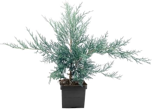 Juniperus Chinensis - 1 maceta de 4.0in, tolerante a la sequía, plantas de hoja perenne resistentes al frío Juniperus Chinensis - 1 maceta de 4.0in, tolerante a la sequía, plantas de hoja perenne resistentes al frío