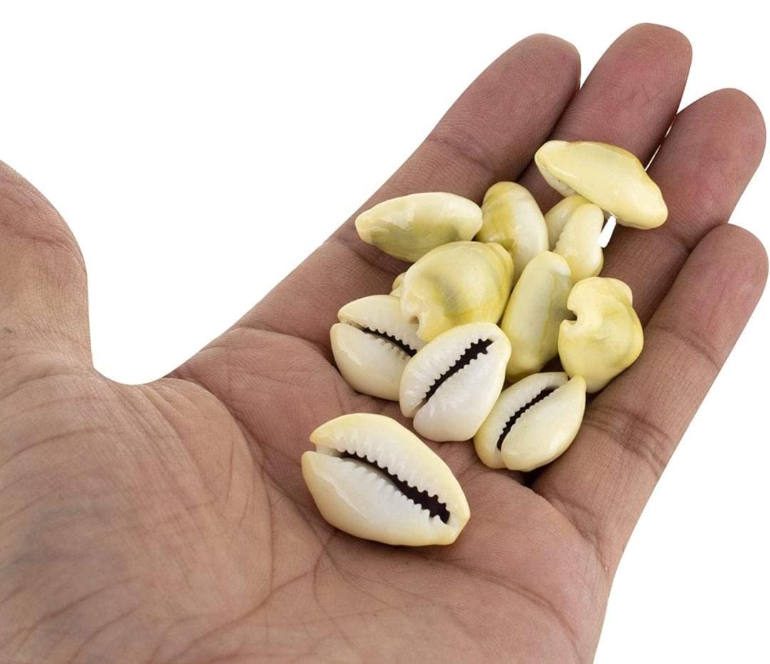 Anshraj Neelam Ratna Lakshmi Peeli | Yellow Kawri Sea Shells | Natural Yellow Cowrie Shells for Laxmi & Diwali Pooja (Pack of 51) 2