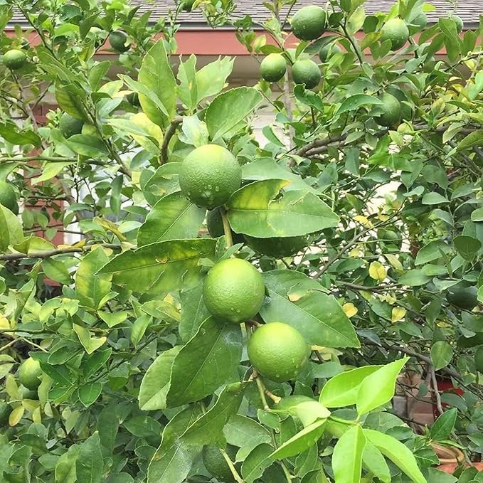 Image of Desi Lemon Fruit Plant Live - Mini Size Baby Plant (1-2 Feet) | Outdoor Citrus Tree for Home Garden | Indian Nimbu Plant | Pack of 1