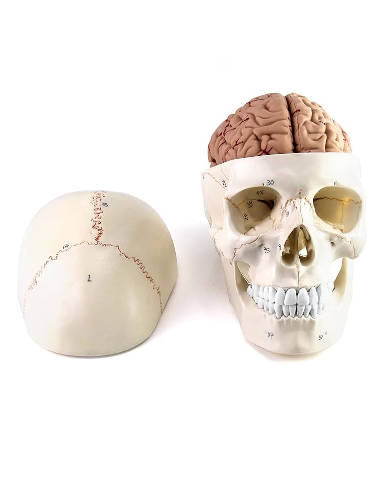 Human Body キット　英語 zx-1101pn-human-torso-deluxe-