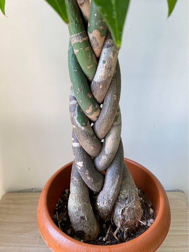 パキラの実 33個 パキラの実 33個 - メルカリ