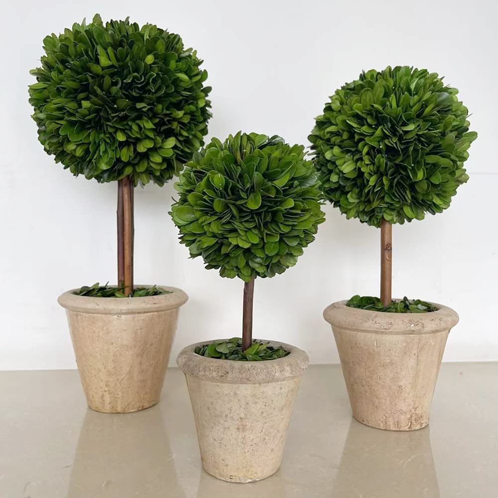 ◇金目ツゲの木◇トピアリー◇Wハート仕立て◇ 【公式通販】