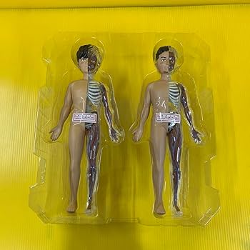 今月限定価格【最安値】ポルノグラフィティ　人体模型【レア】 Amazon.co.jp: 人体模型 ポルノグラフィティ A!SMART限定 : 産業・研究