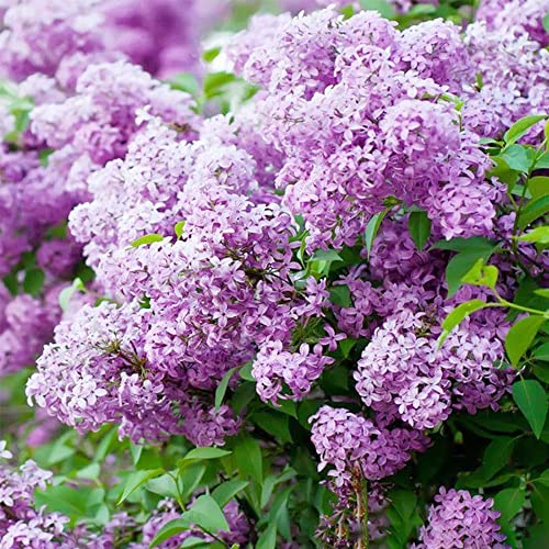 Japanese Tree Purple Lilac Seeds - Perennial Powerful Lovely Fragrant Syringa Striking Privacy Screens Low-Maintenance Attract Pollinators Qauzuy Garden 25+ Seeds #TOP2