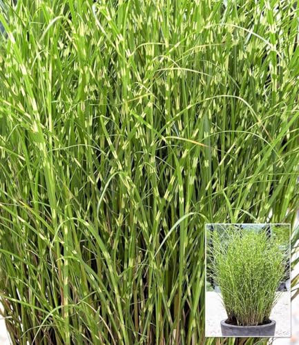 BALDUR Garten 1x Chinaschilf Zebragras, Pflanze im 9x9 cm-Topf, Miscanthus zebrinus strictus, Chinagras, auffälliges Ziergras, winterharte Staude, mehrjährig, Schnittblume