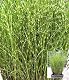 Chinaschilf Baldur Garten Zebragras – Miscanthus zebrinus Pflanzen