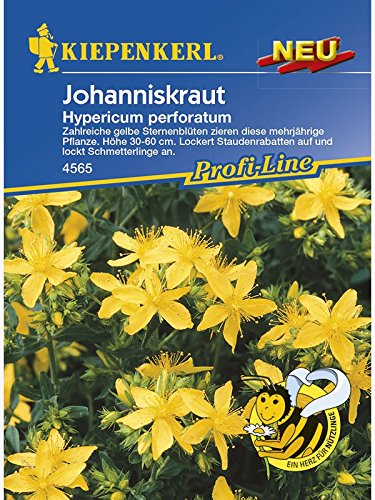 Johanniskraut-Samen Kiepenkerl Hypericum perforatum