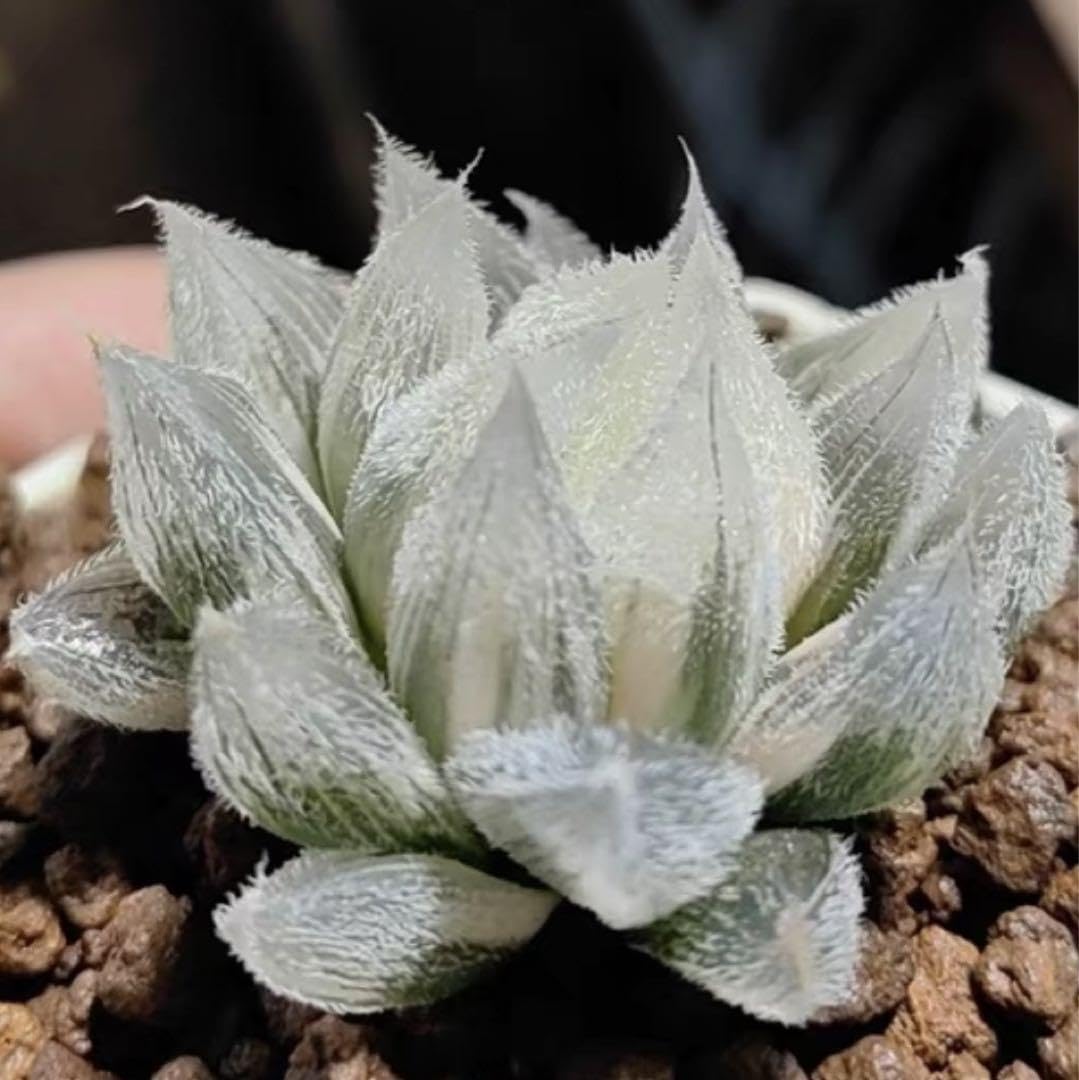 ハオルチア ベヌスタ錦 極上斑 Yahoo!オークション - ハオルチア ベヌスタ錦 糊斑