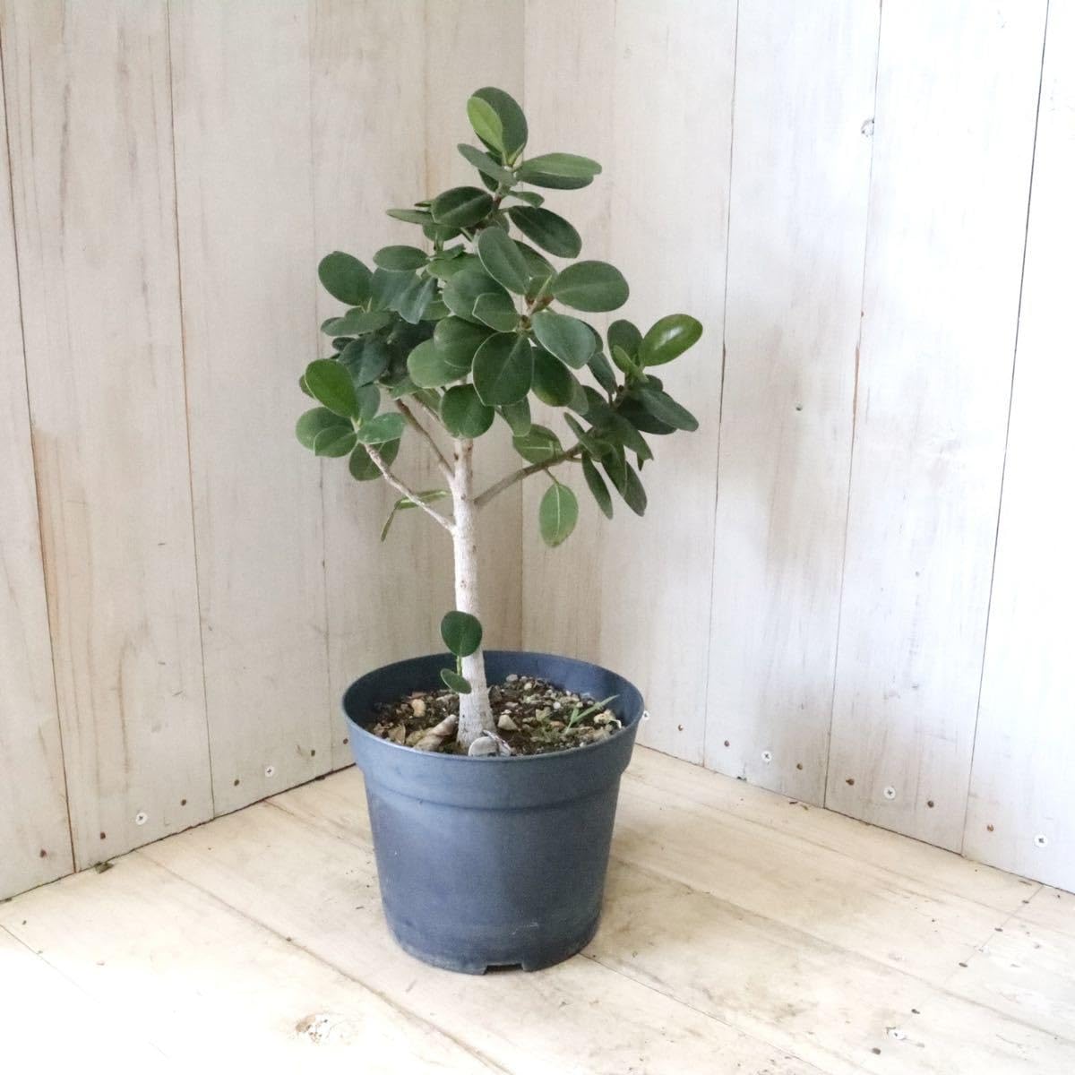 Amazon.co.jp: 尖閣カジュマル ガジュマル ゴムの木 観葉植物 : ホーム