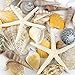CYS EXCEL Seashell Assorted Mix with Pencil Finger Starfish (Approx. 30 PCS, 2