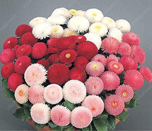 100 semi carino Crisantemo del Rainbow Livingstone Cina Aster Bonsai Semi ornamentali Fiori Piante da Giardino Verde