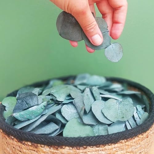 Miniatura 1 de 1600+ Preserved Real Eucalyptus Leaves Small, 100% Natural Bulk Eucalyptus, Biodegradable Wedding Leaves Confetti for Anniversaries, Birthday,