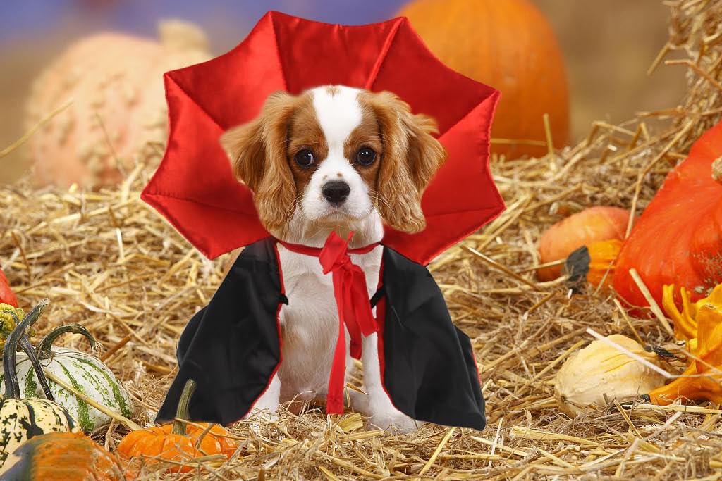 Best Halloween Costumes For Pets Halloween Cat Costume Pet Vampire ...