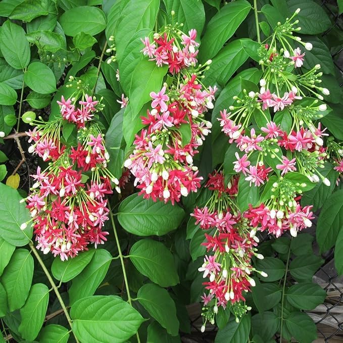 Image of Live Madhumalti Creeper Plant - Double Petal Rangoon Combretum Indicum | Fragrant Indoor & Outdoor Flowering Climber Plant with 3 Inch Plastic Pot