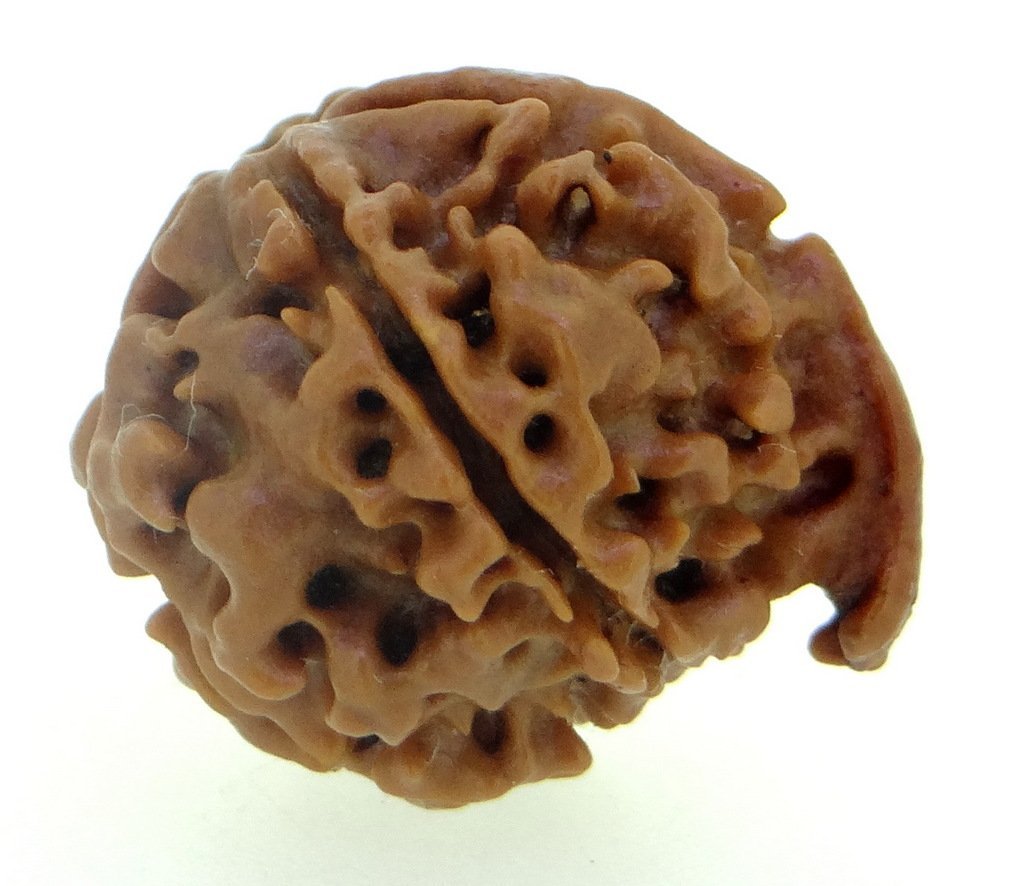 Arihant Gems & Jewels 5 Mukhi/Faced Ganesh Ji Nepali Rudraksha | Natural & Certified | Astrological Five Mukhi/Faced Rudraksha | Positive Effect | Unisex Both for Men & Women (B01HA55ZLQ) Amazon Price History, Amazon Price Tracker