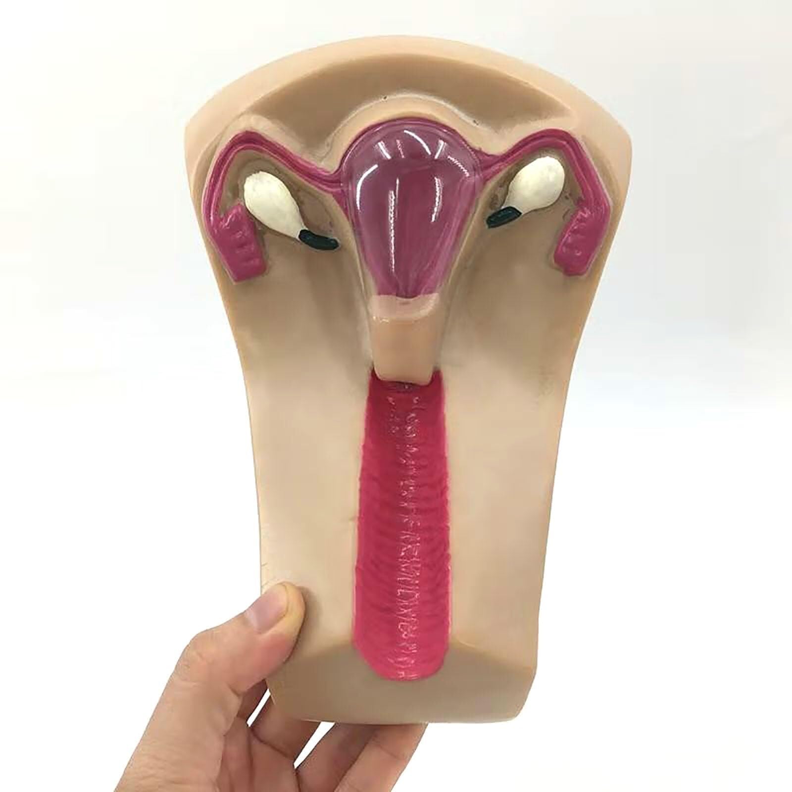 Intrauterine Gerät Trainingsmodell, transparentes PVC-Uterus- und Eierstockmodell, Einsetzen und Entfernen von Intrauterinpessar