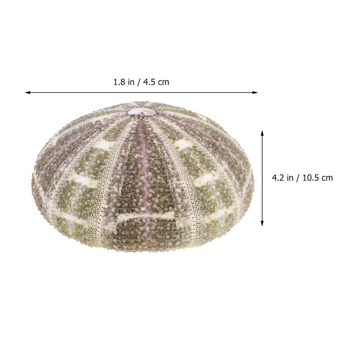 Garnetck - Conchiglia di riccio secca al mare, decorazione, decorazione per la casa, tema, spiaggia, feste, decorazione per matrimonio, supporto per piante d'aria, 2 pezzi