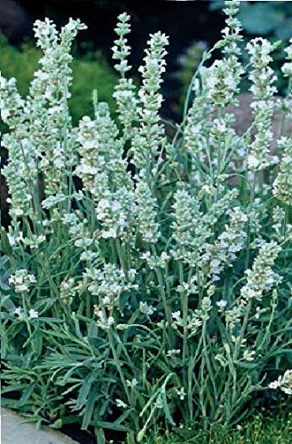 JustSeed - Flower - Lavender - Ellagance - Snow - 12 Seed