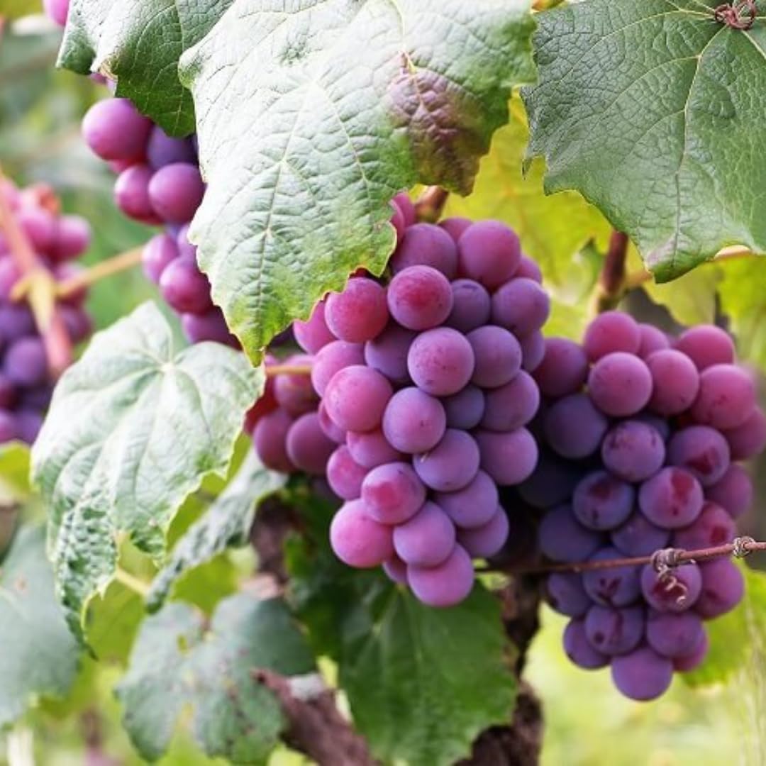 Purple Seedless Grape Vines Trees Live Plants, Well-Rooted 1 to 2 Years Old, Grapes Plant Live for Outdoor Planting, Zones 3-9