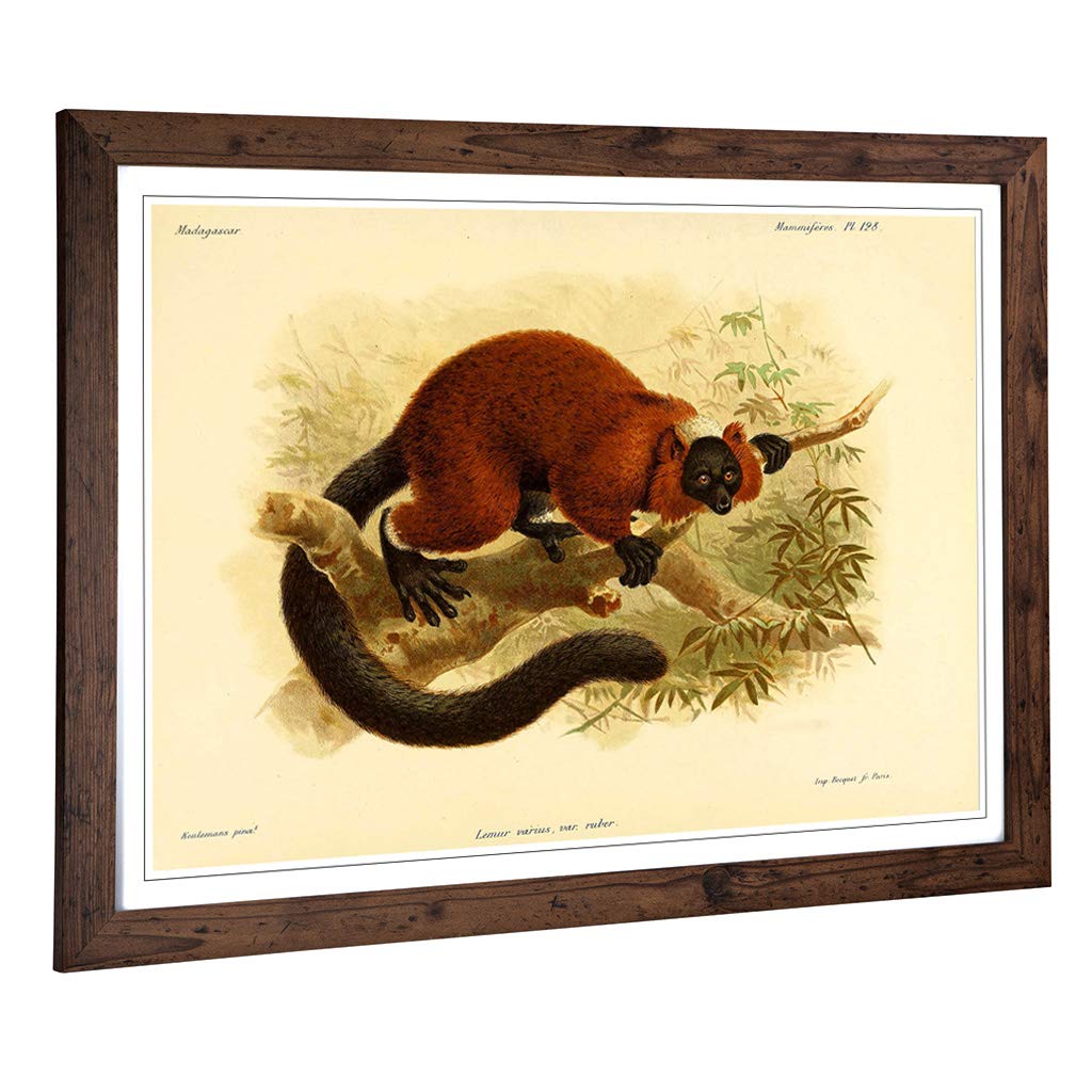 Big Box Art Framed Print of Vintage J.G. Keulemans Red-Ruffed Lemur 1 Design | Wall Art Picture | Home Decor for Kitchen, Living Room, Bedroom, Hallway, Walnut, A2 / 24.5x18 Inch / 62x45cm