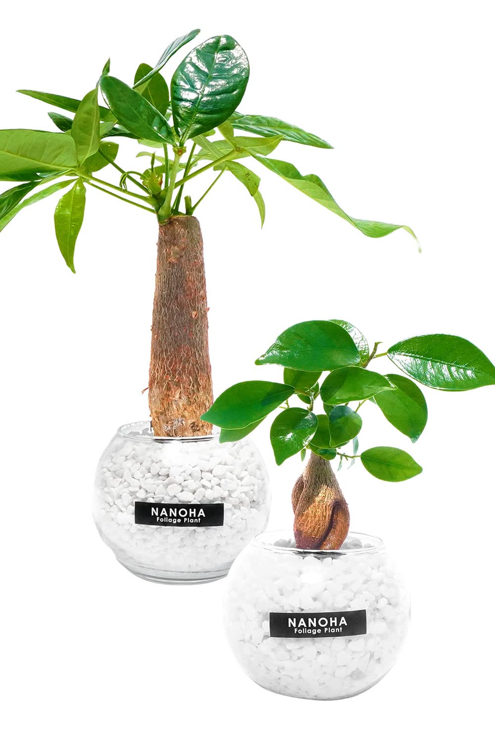 Amazon｜観葉植物 ガジュマル パキラ 2鉢セット 白砂利 ガラスボール